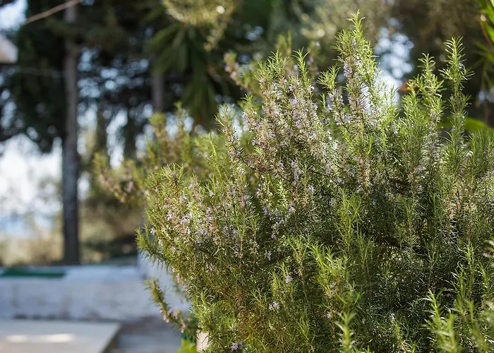 Olive Grove Poolside Апарт-отель 3*