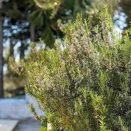 Olive Grove Poolside Aparthotel Benitses (Corfu)