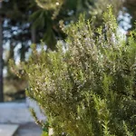 Olive Grove Poolside Apartmanhotel 3*