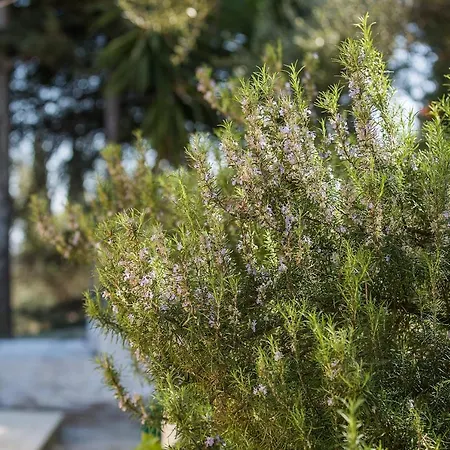 Olive Grove Poolside Aparthotel 4*